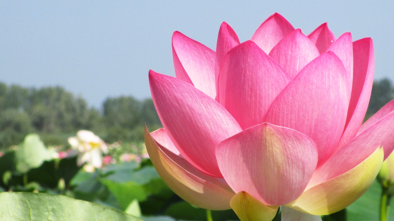 Paoline - Il fiore di loto